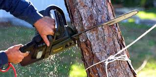 Best Tree Removal Services  in Renville, MN